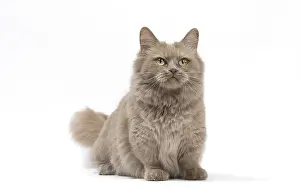 210318: Munchkin cat in the studio