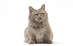 210318: Munchkin cat in the studio