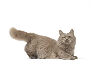 210318: Munchkin cat in the studio