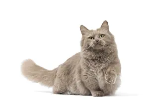 210318: Munchkin cat in the studio