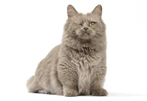 210318: Munchkin cat in the studio