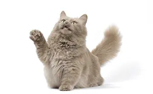 210318: Munchkin cat in the studio