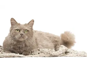 210318: Munchkin cat in the studio