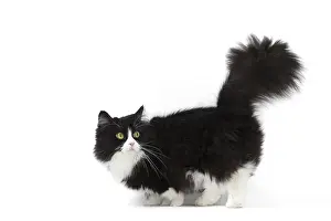 210318: Munchkin cat in the studio