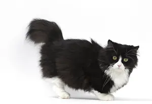 210318: Munchkin cat in the studio