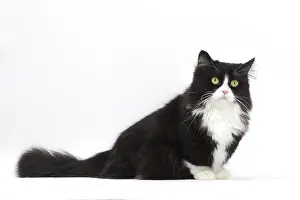 210318: Munchkin cat in the studio