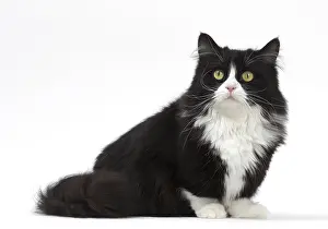 210318: Munchkin cat in the studio