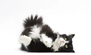 210318: Munchkin cat in the studio