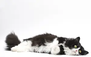 210318: Munchkin cat in the studio