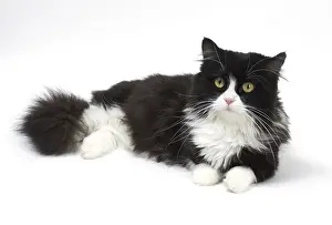 210318: Munchkin cat in the studio