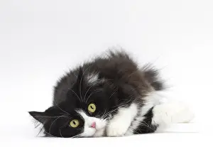 210318: Munchkin cat in the studio
