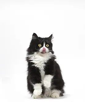 Lips: Munchkin cat in the studio