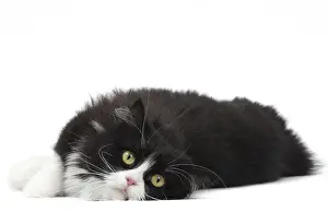 210318: Munchkin cat in the studio