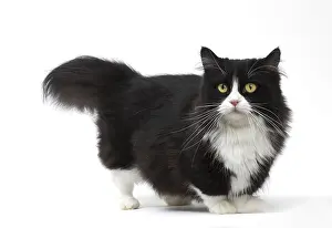 210318: Munchkin cat in the studio