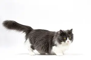 210318: Munchkin cat in the studio