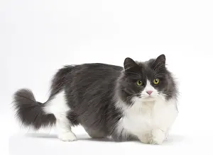 210318: Munchkin cat in the studio