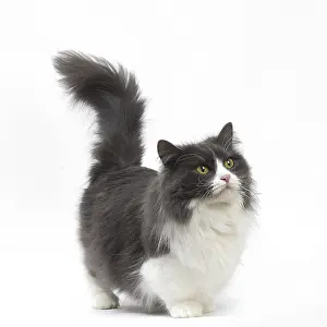 210318: Munchkin cat in the studio