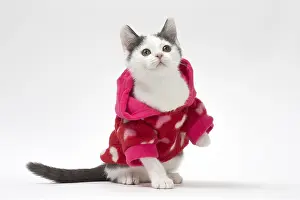 210318: Munchkin cat wearing a pink hoodie in the studio