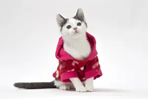 210318: Munchkin cat wearing a pink hoodie in the studio
