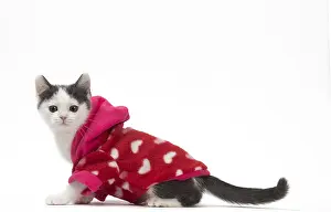 210318: Munchkin cat wearing a pink hoodie in the studio