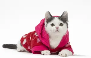 210318: Munchkin cat wearing a pink hoodie in the studio
