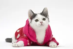 210318: Munchkin cat wearing a pink hoodie in the studio