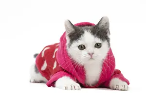 210318: Munchkin cat wearing a pink hoodie in the studio