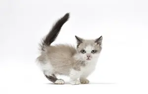 210318: Munchkin kitten in the studio