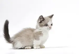 210318: Munchkin kitten in the studio