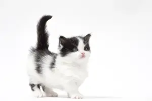 210318: Munchkin kitten in the studio