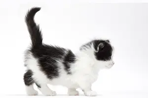 210318: Munchkin kitten in the studio