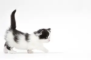 210318: Munchkin kitten in the studio