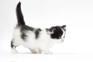 210318: Munchkin kitten in the studio