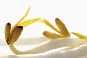 Comedy: Mung bean