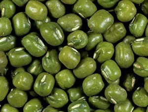Sprouting: Mung Bean (Phaseolus aureus) seeds sprouting