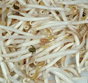 Sprouts: Mung Bean Sprouts