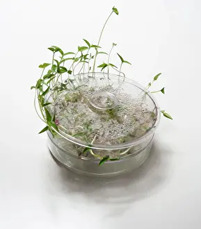 Bean: Mung bean, Vigna radiata, escaping out of the sides