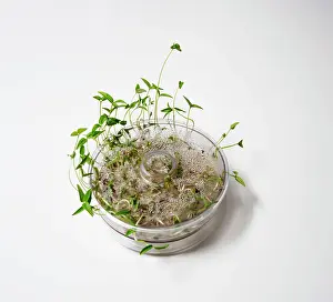 Bean: Mung bean, Vigna radiata, escaping out of the sides