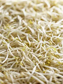 Casa: Mung bean, Vigna radiata, Top view of a mass of