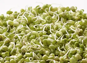 Beansprout: Mungbean