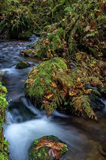 Oregon: Munson Creek Falls State Natural Site in autumn