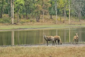 Muntjac: Muntiacus muntjak Muntiacus