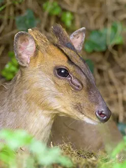 Geoff Du Feu: Muntjac