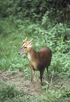 Introduced: Muntjac / Barking DEER