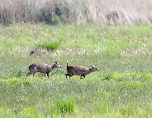 Chasing: Muntjac / Barking Deer - courtship