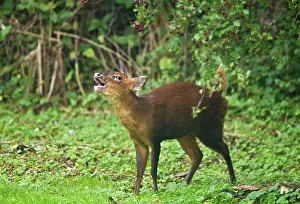 Muntjac: Muntjac / Barking Deer - female barking on edge