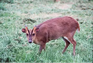 Introduced: Muntjac / Barking DEER - male