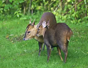 Muntjac: Muntjac / Barking Deer - male and female together