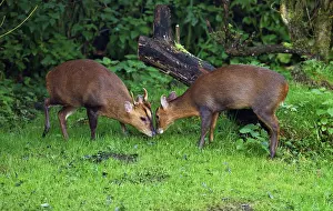 Muntjac: Muntjac / Barking Deer - male and female together