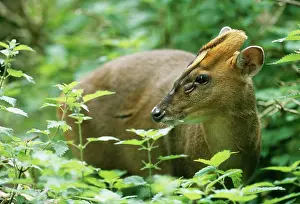 Muntjac: MUNTJAC / BARKING Deer - in the woods